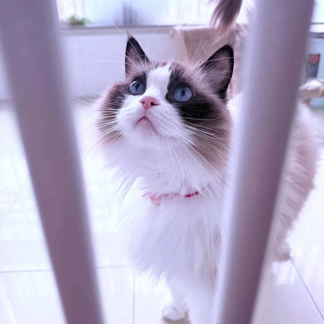 卖葱的小楊