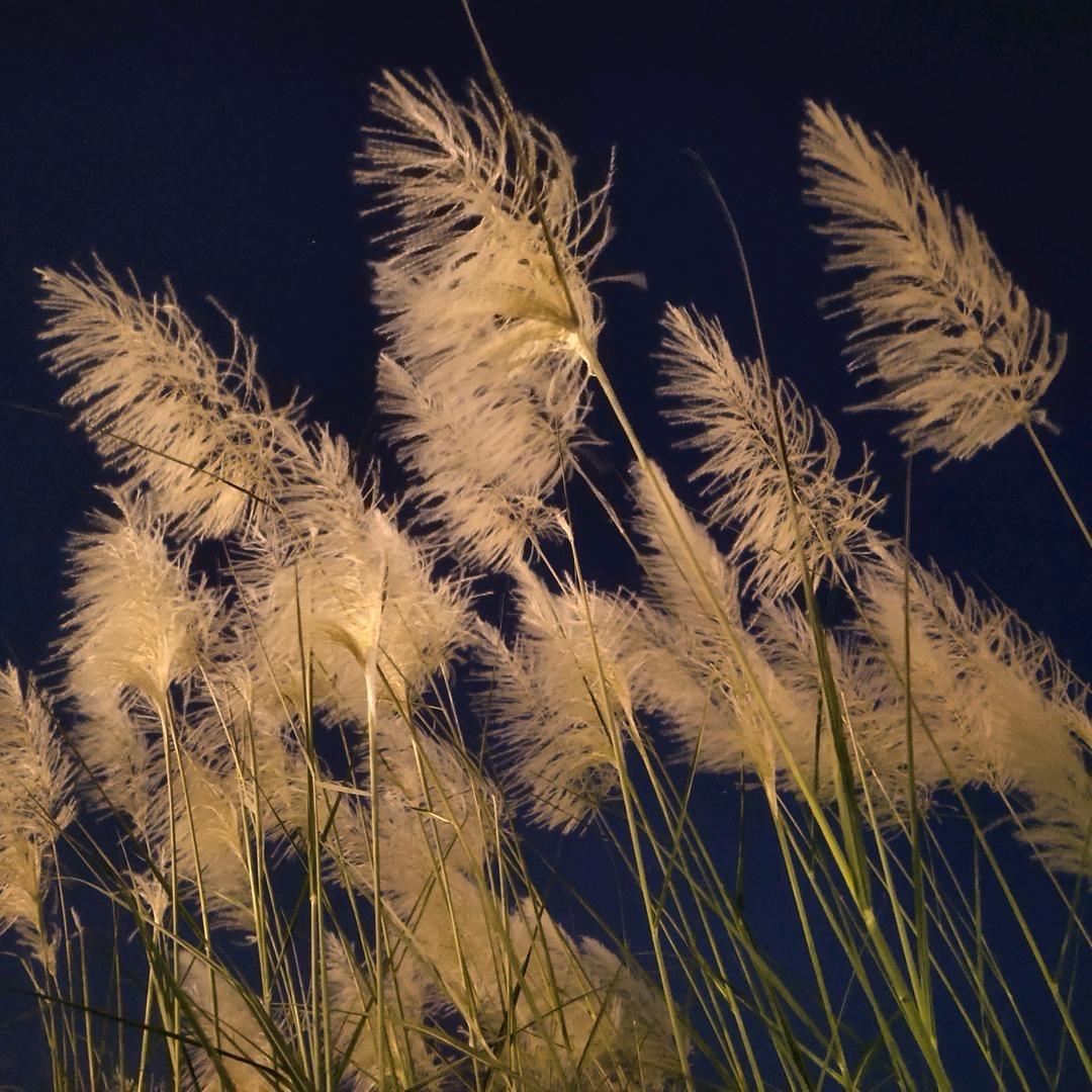 轻風添秋意   明月寄相思