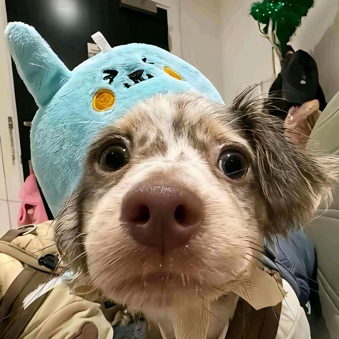 韩夕夕🧁