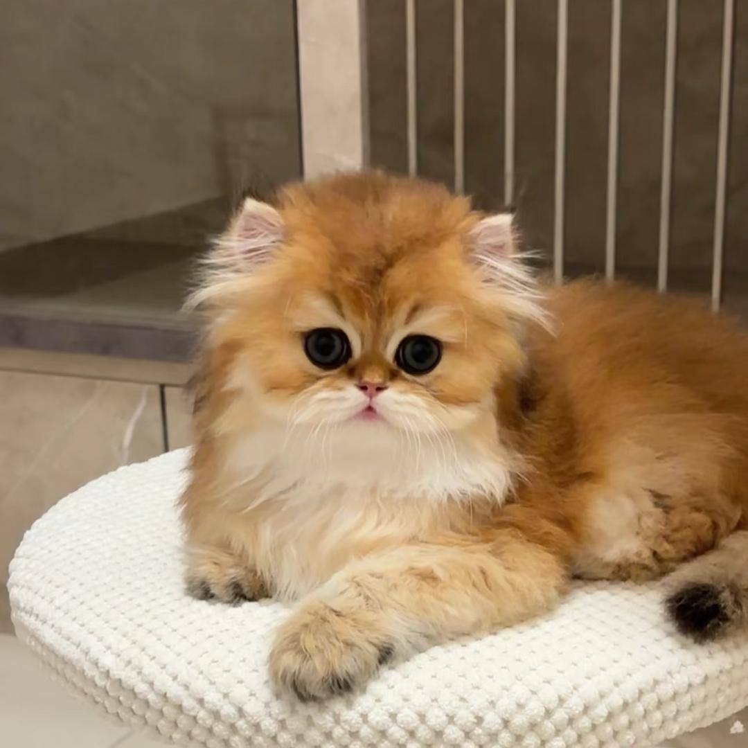 喵喜来