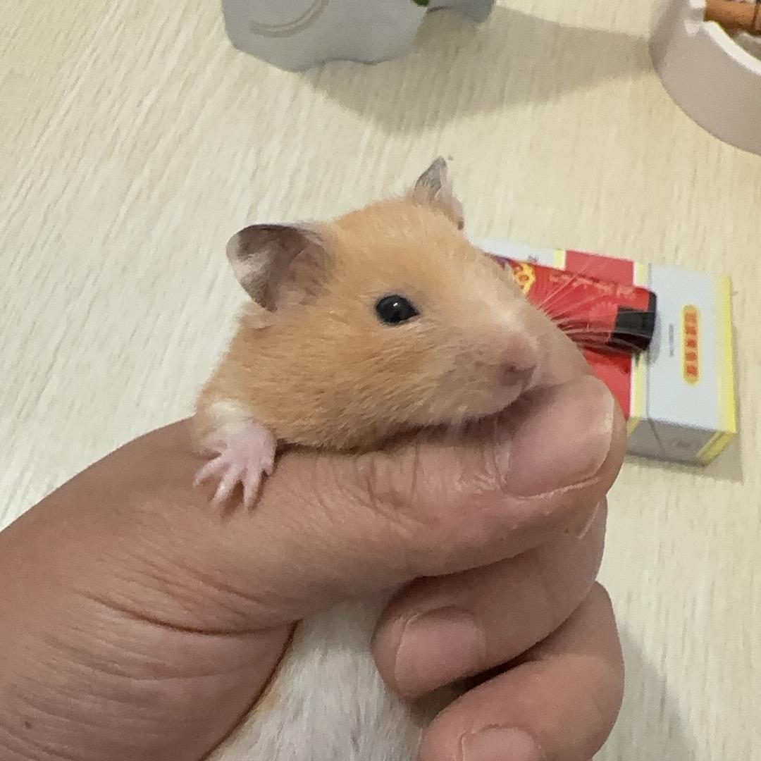 凪卄