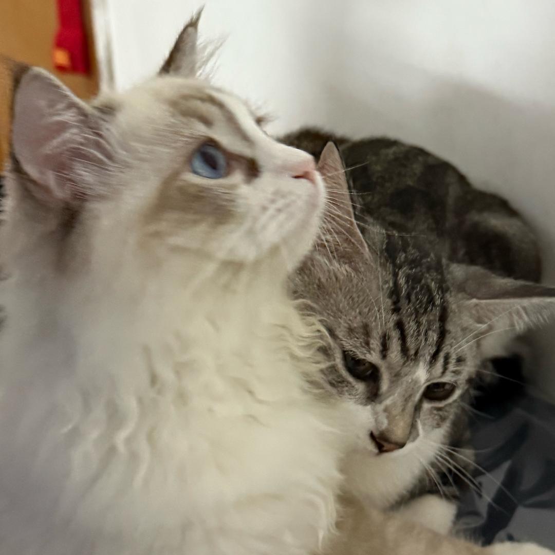 小猫睡不醒