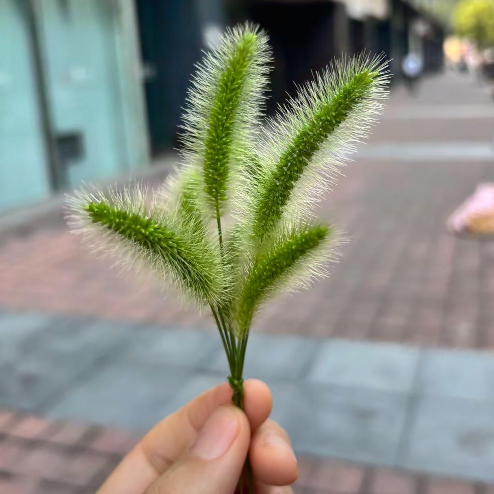 狗尾巴🌿