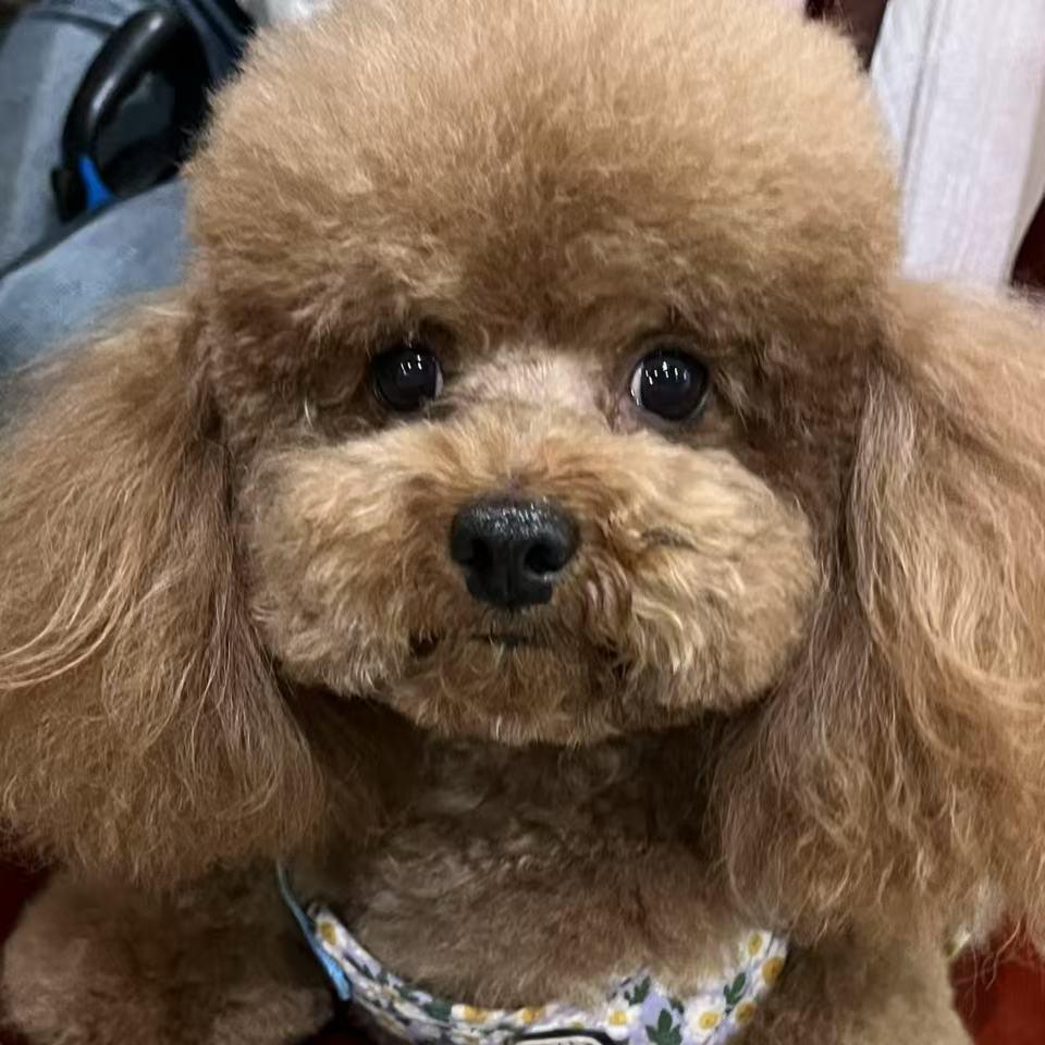 婉君丫头