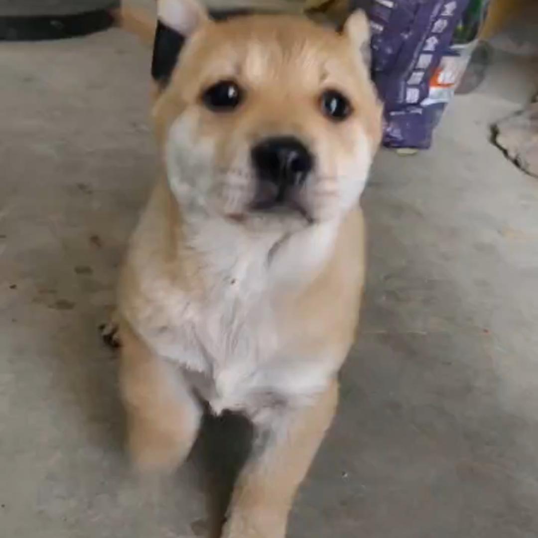 @广西中华田园犬啊生