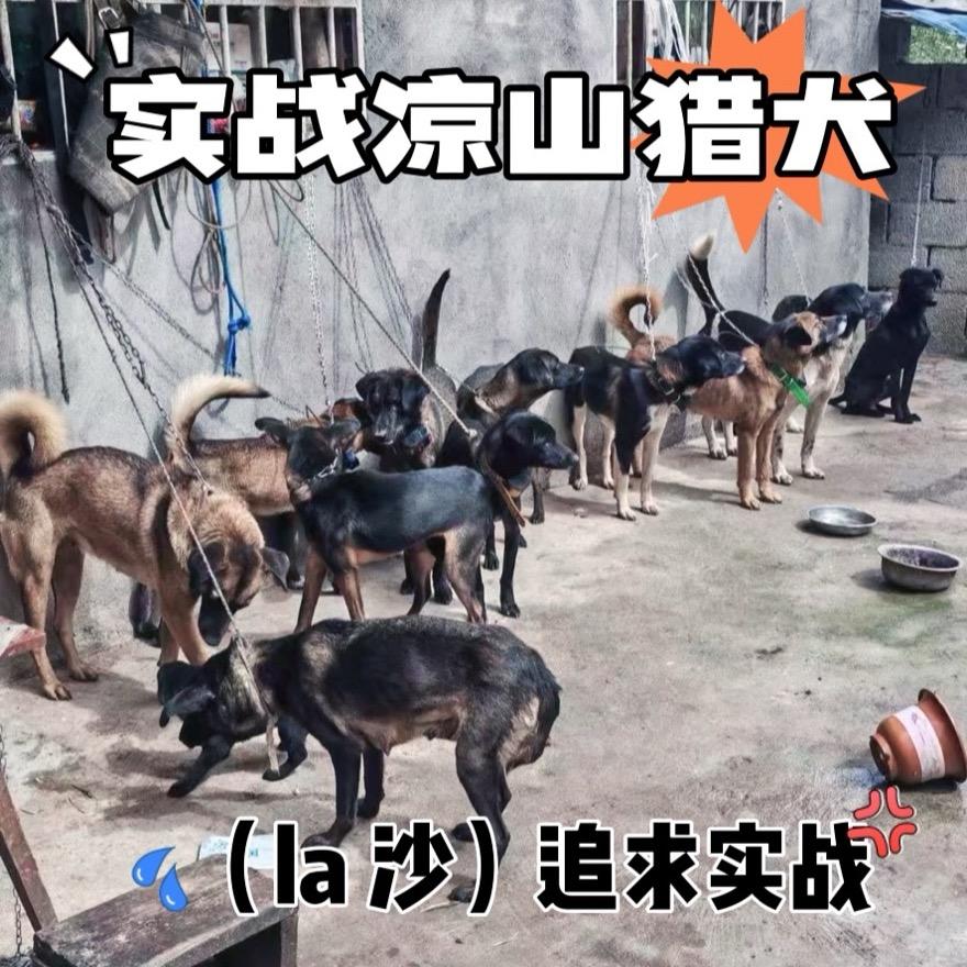 凉山（la沙）