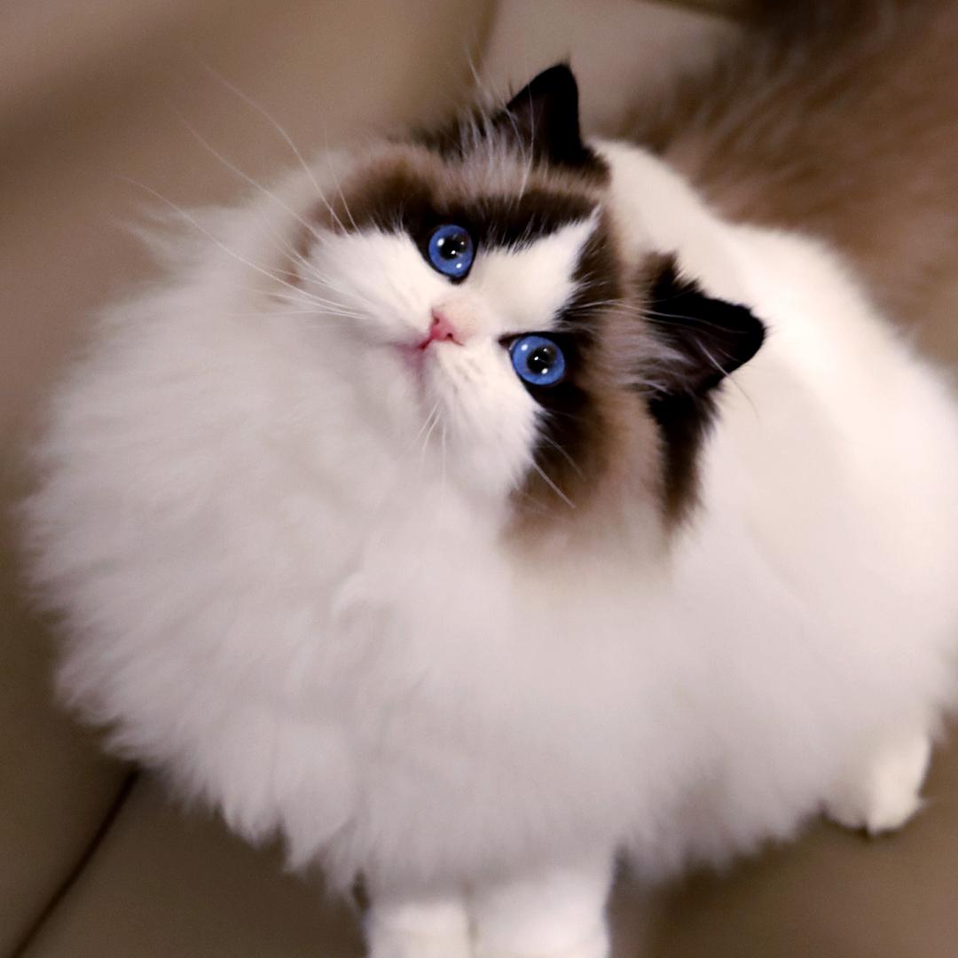 温馨布偶猫(1)