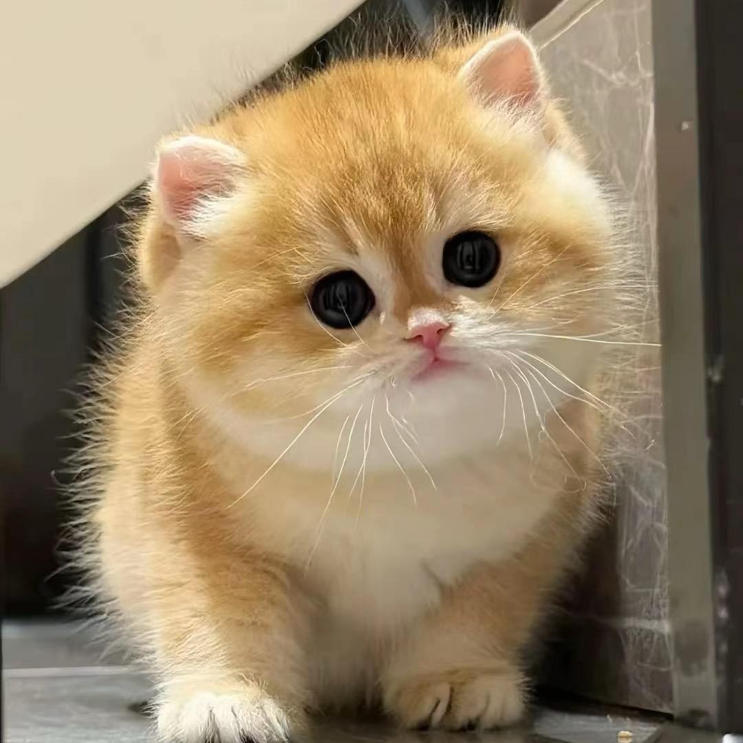 王小咪
