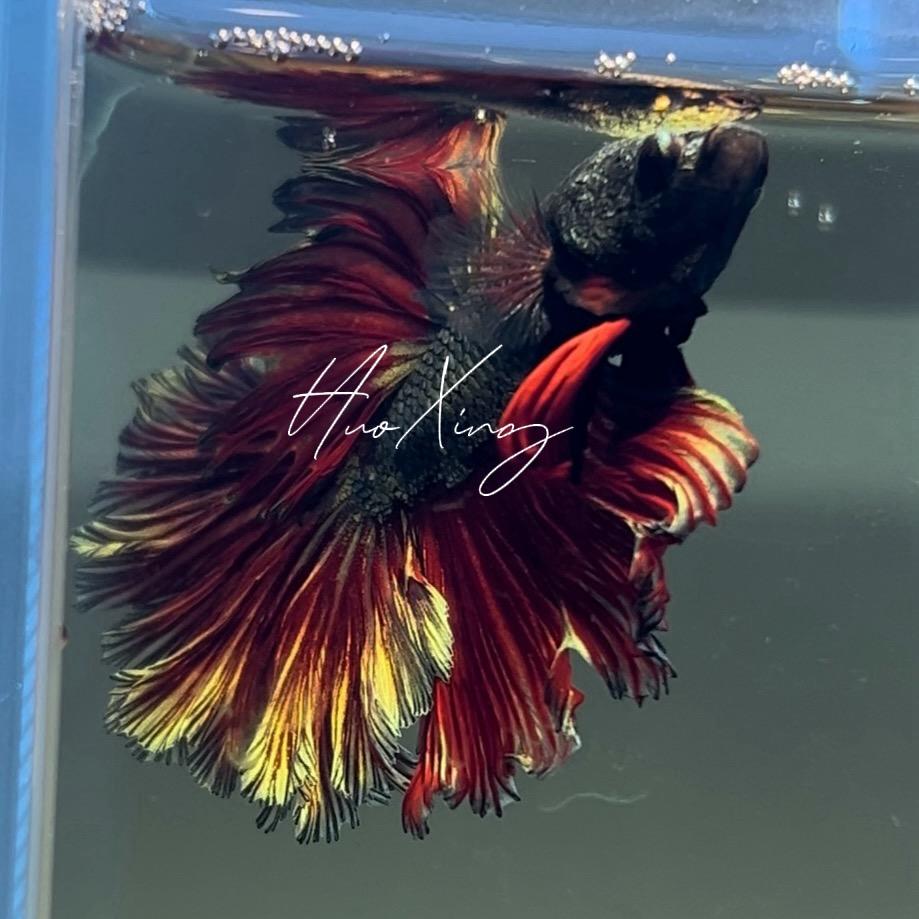 火星泰斗馆-精品