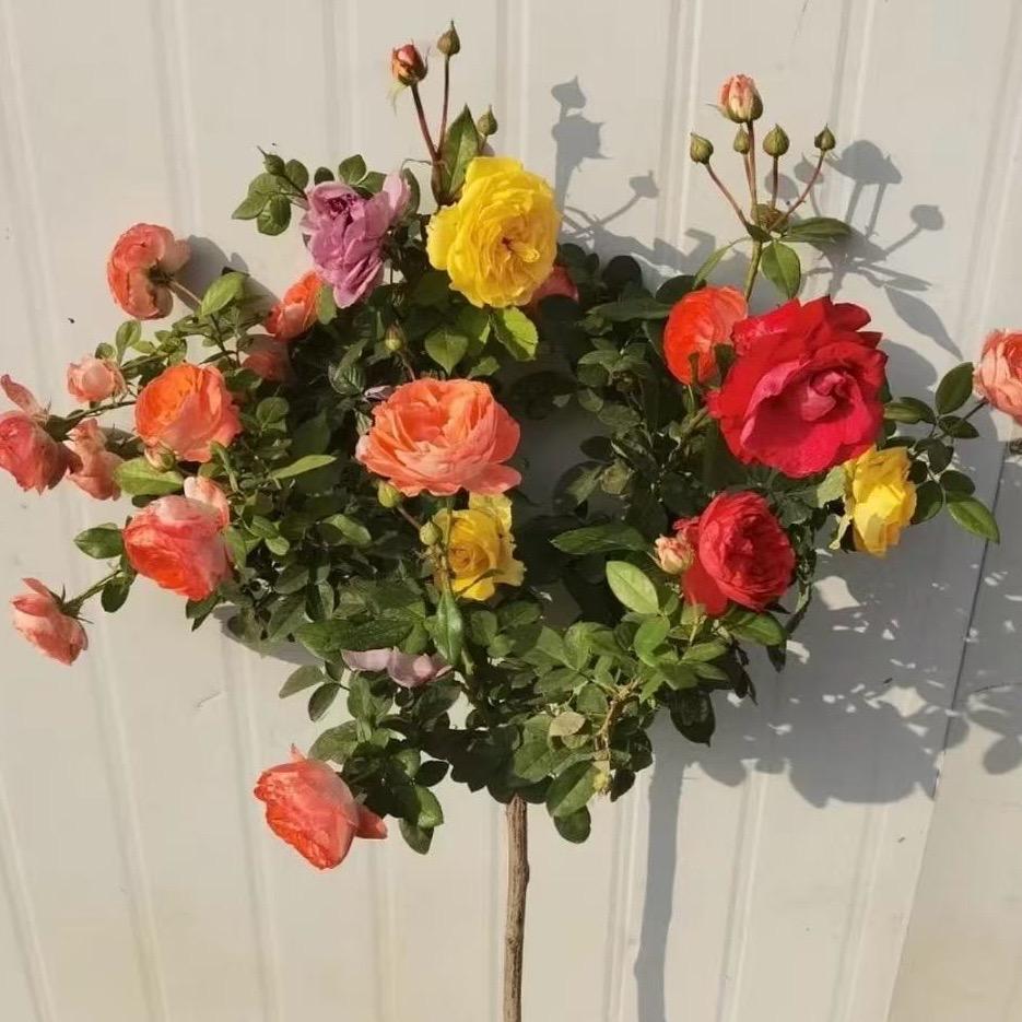 棒棒糖月季苗圃