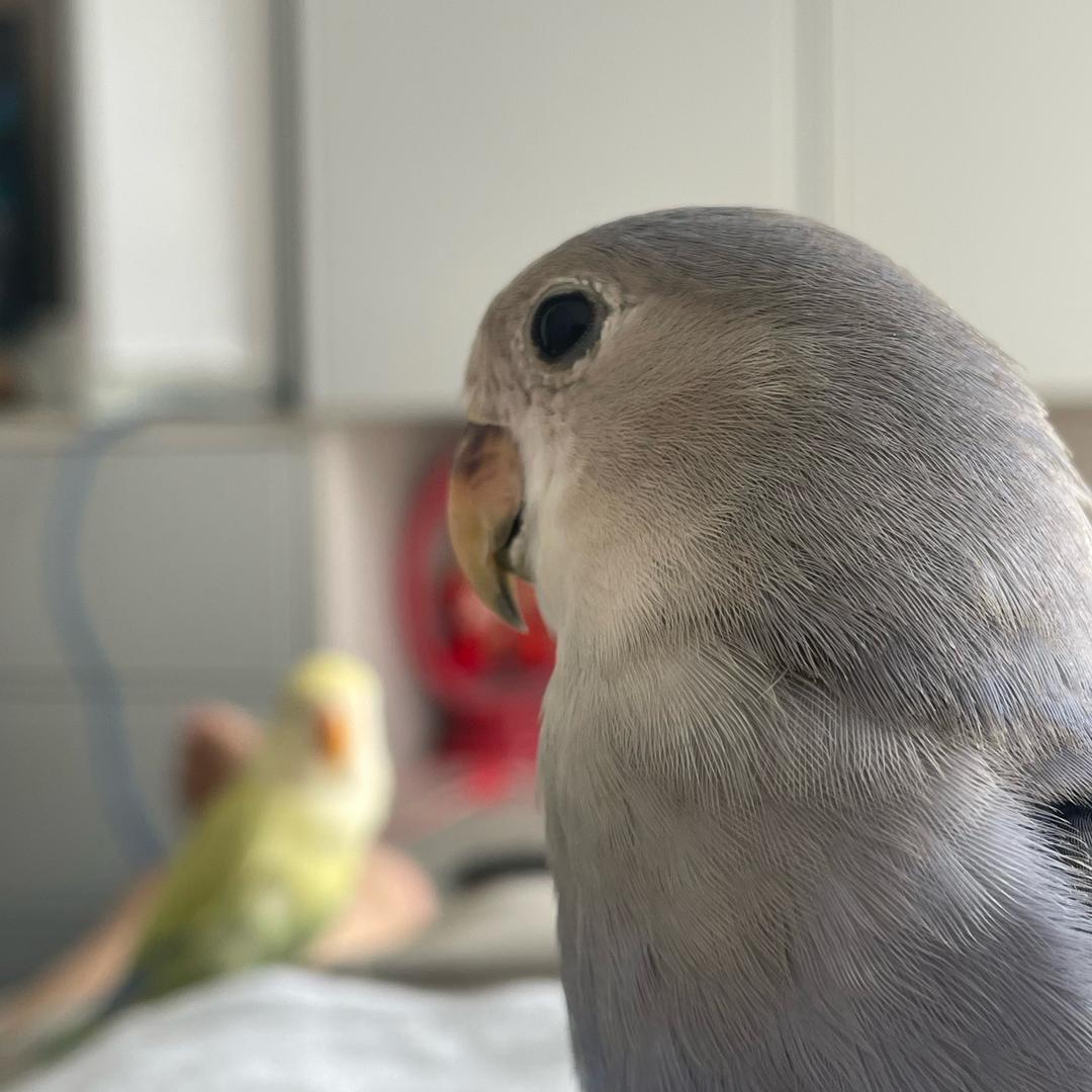 小蓝和小黄的日常