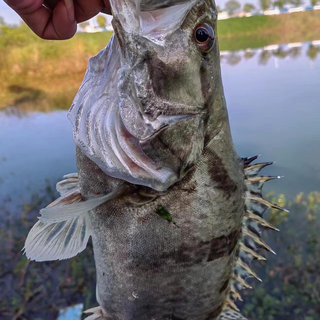 🤑强🤑哥，关注必回