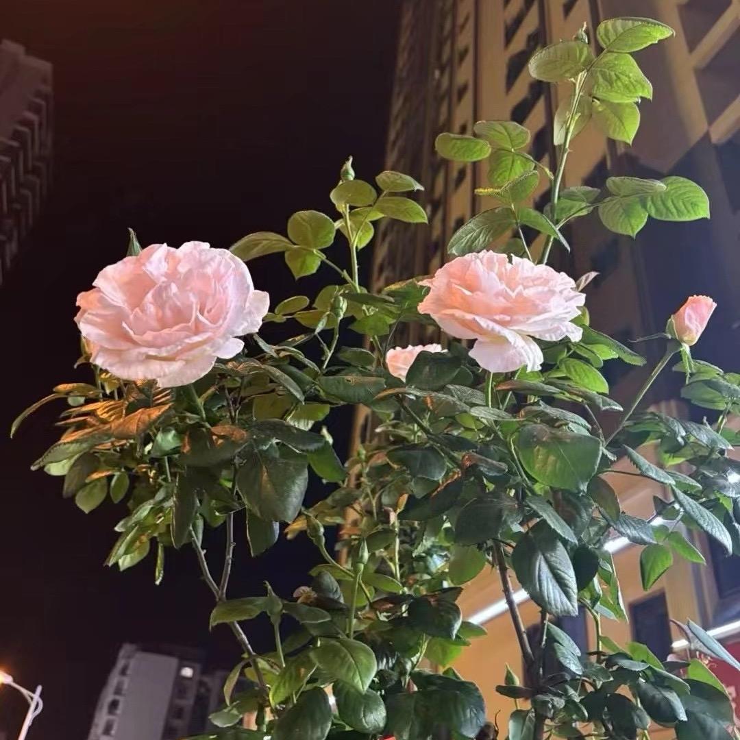 礼拜天
