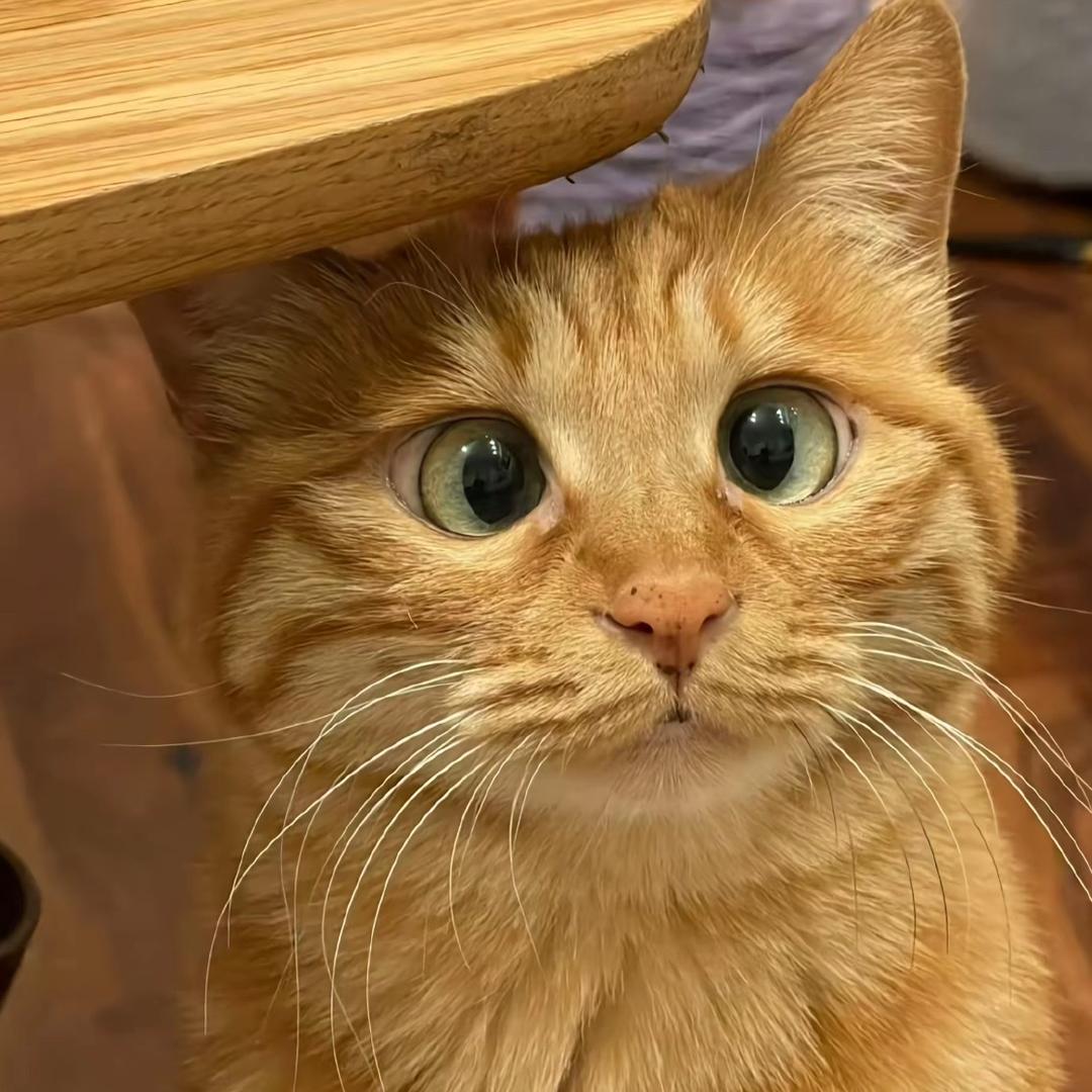 阿雨（三角洲行动）