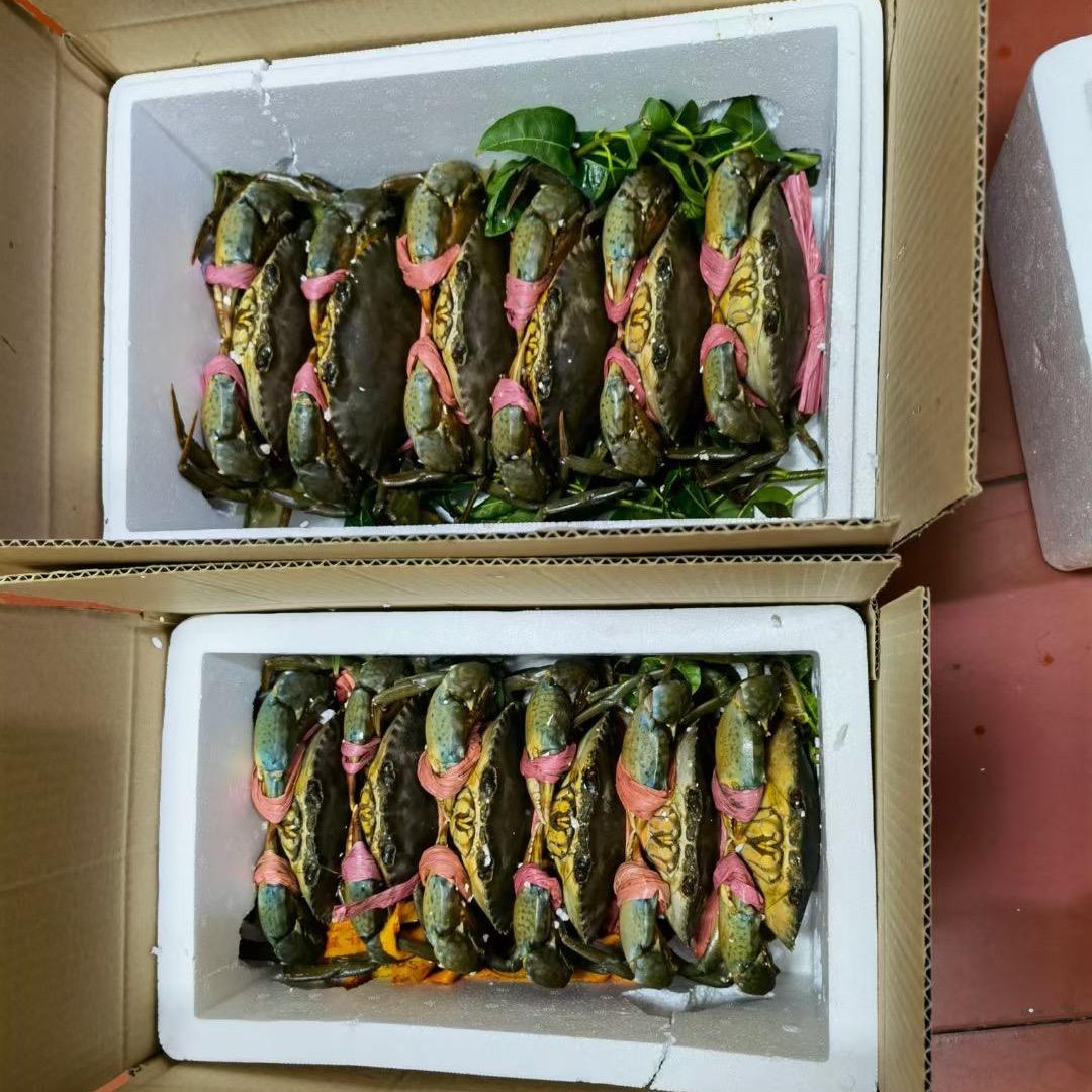 小陈螃蟹