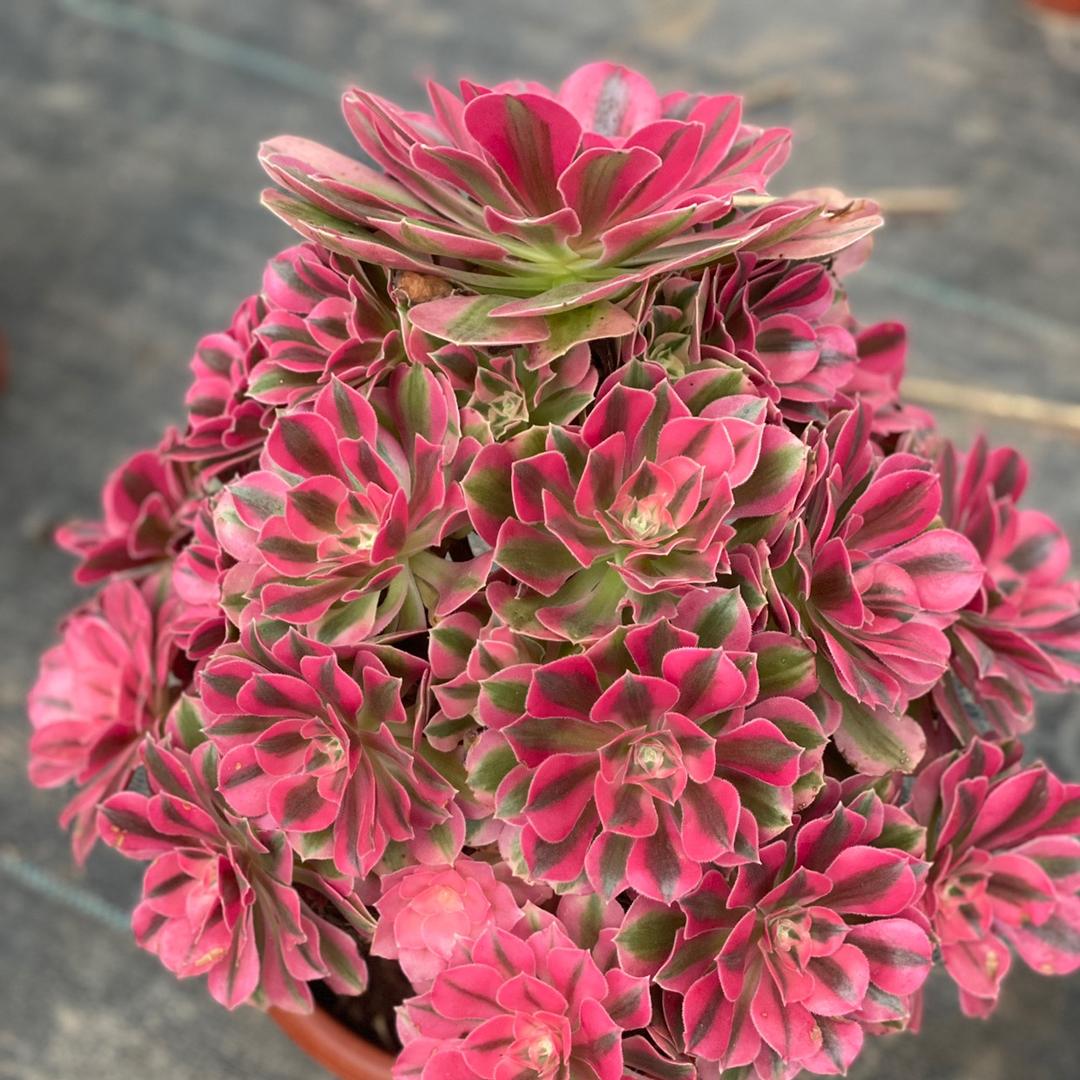 一朵法师种植园