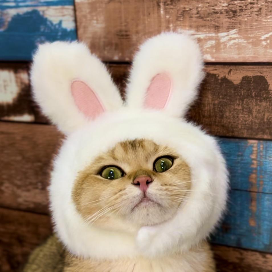 不熬夜的猫