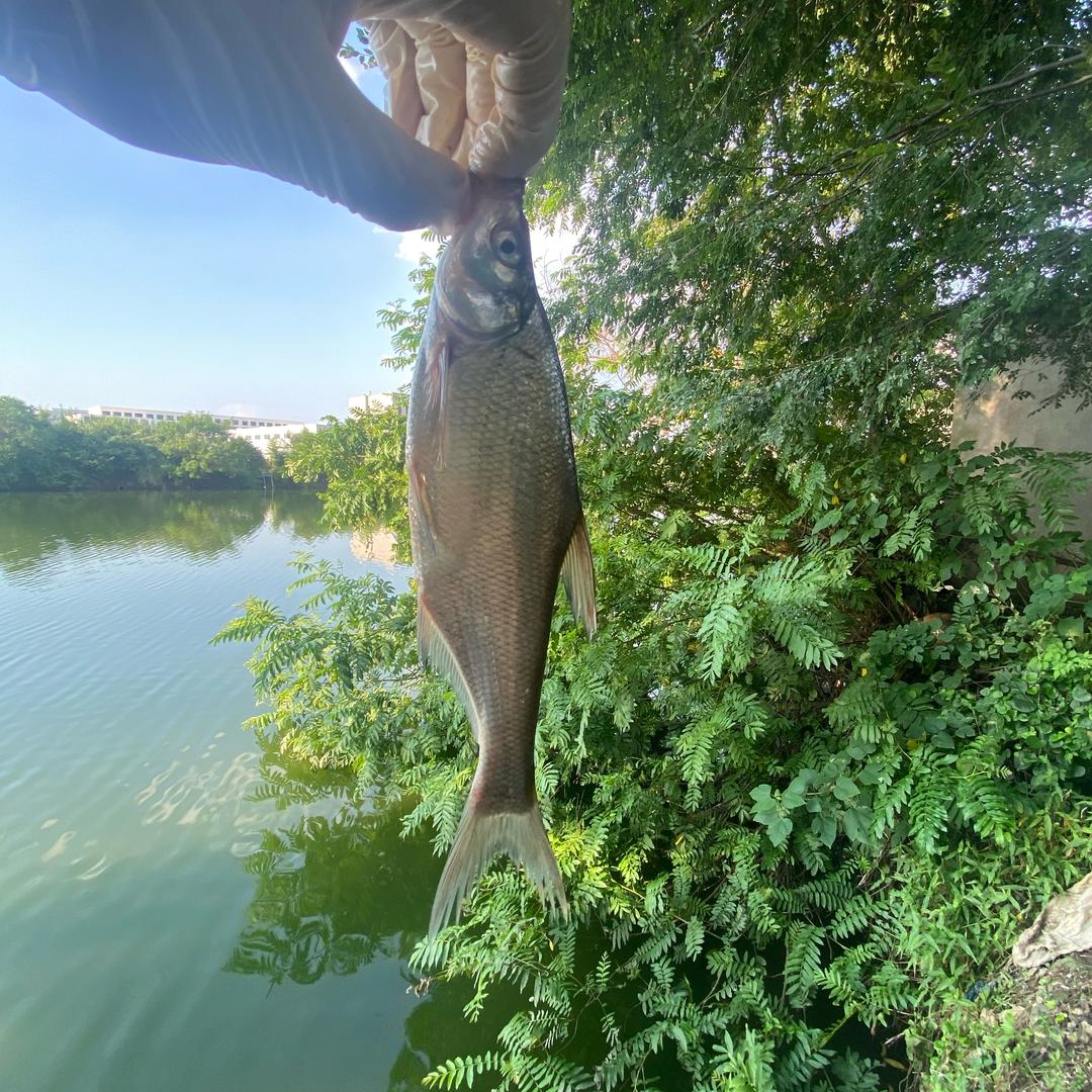 小江在家渔乐🐟
