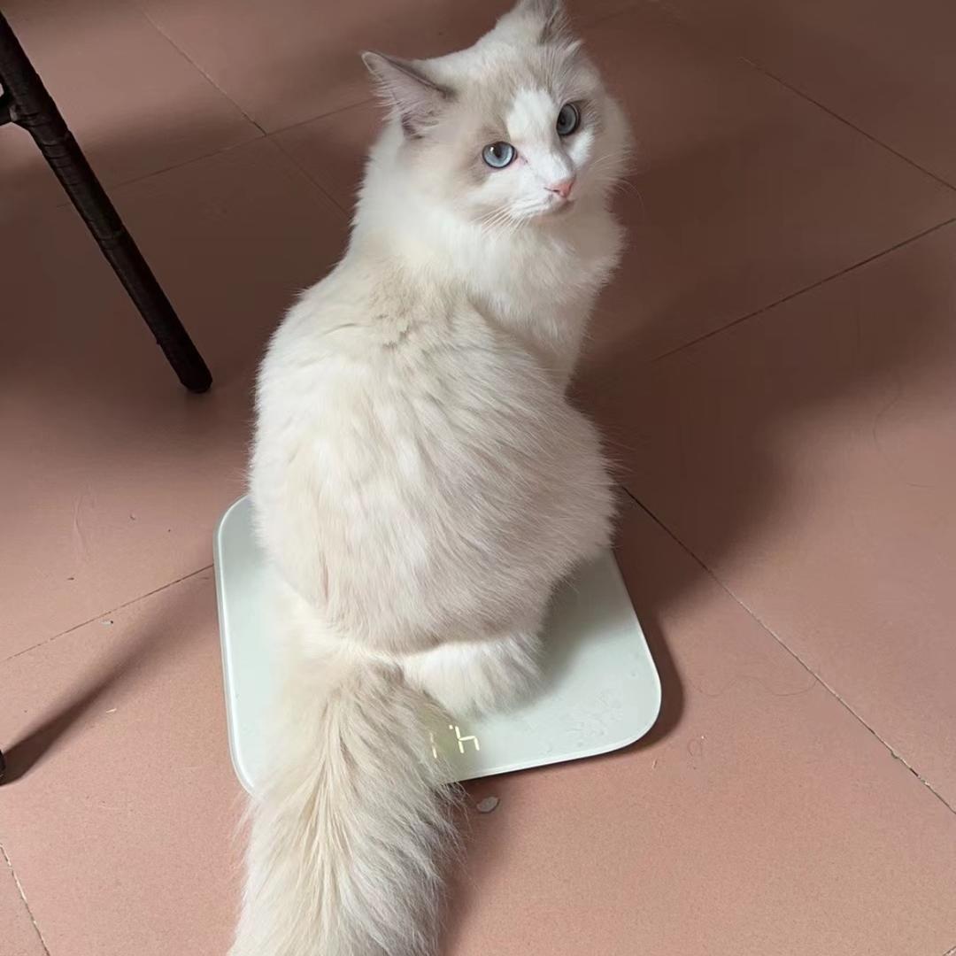 苗