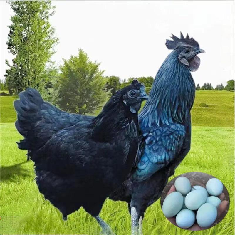 散养五黑鸡养殖