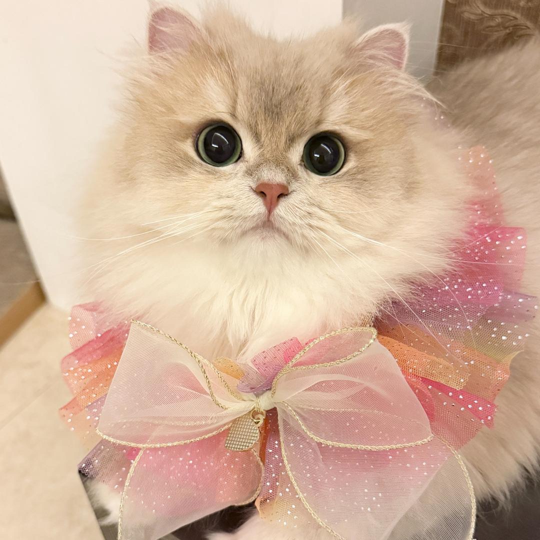 百猫可乐家宠