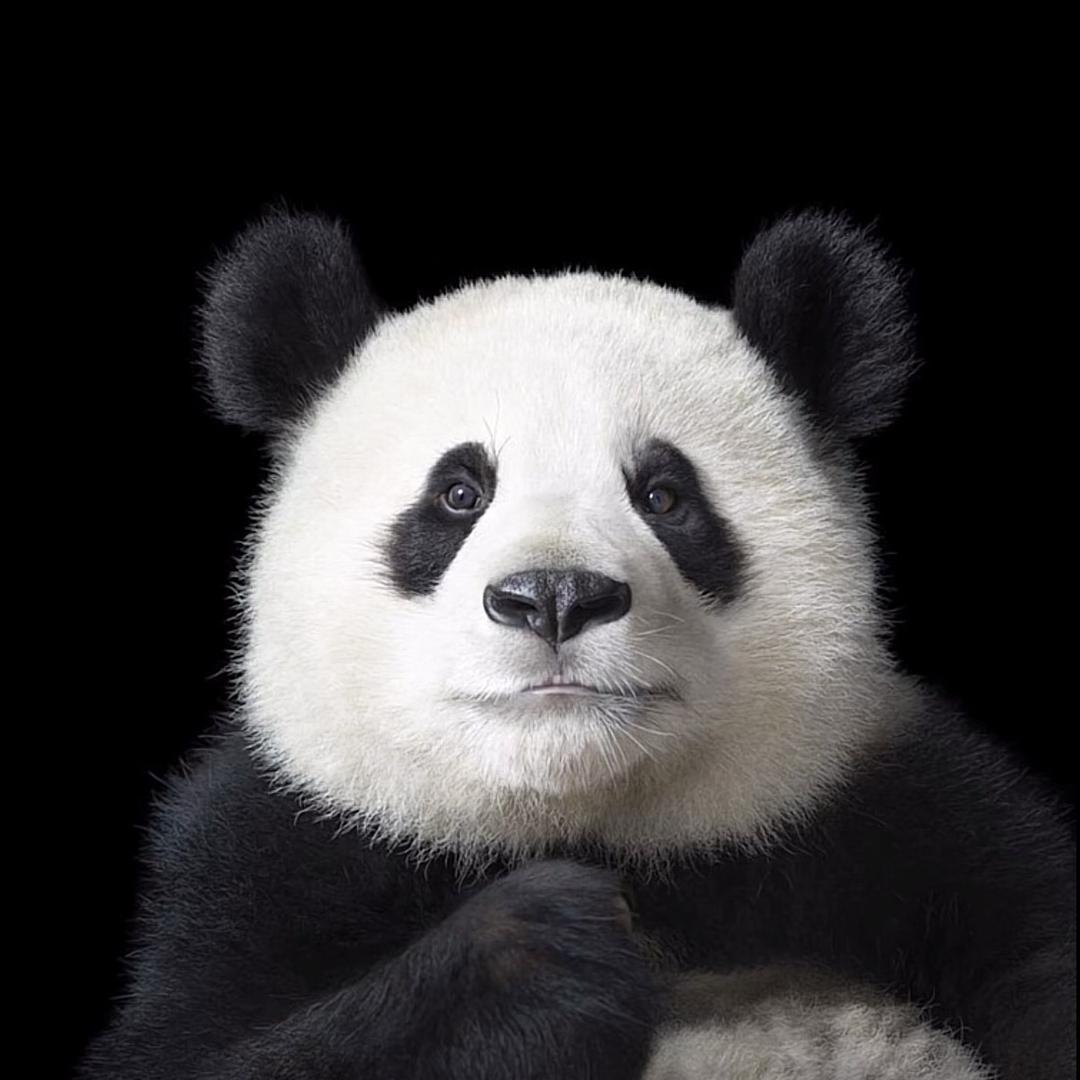中国第一老实人