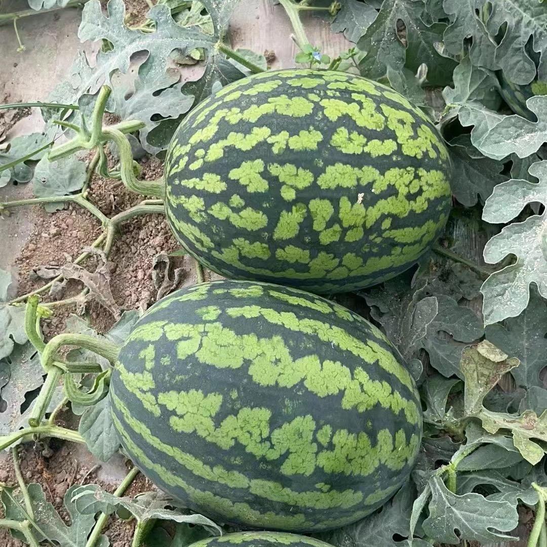甘美4K西瓜🍉