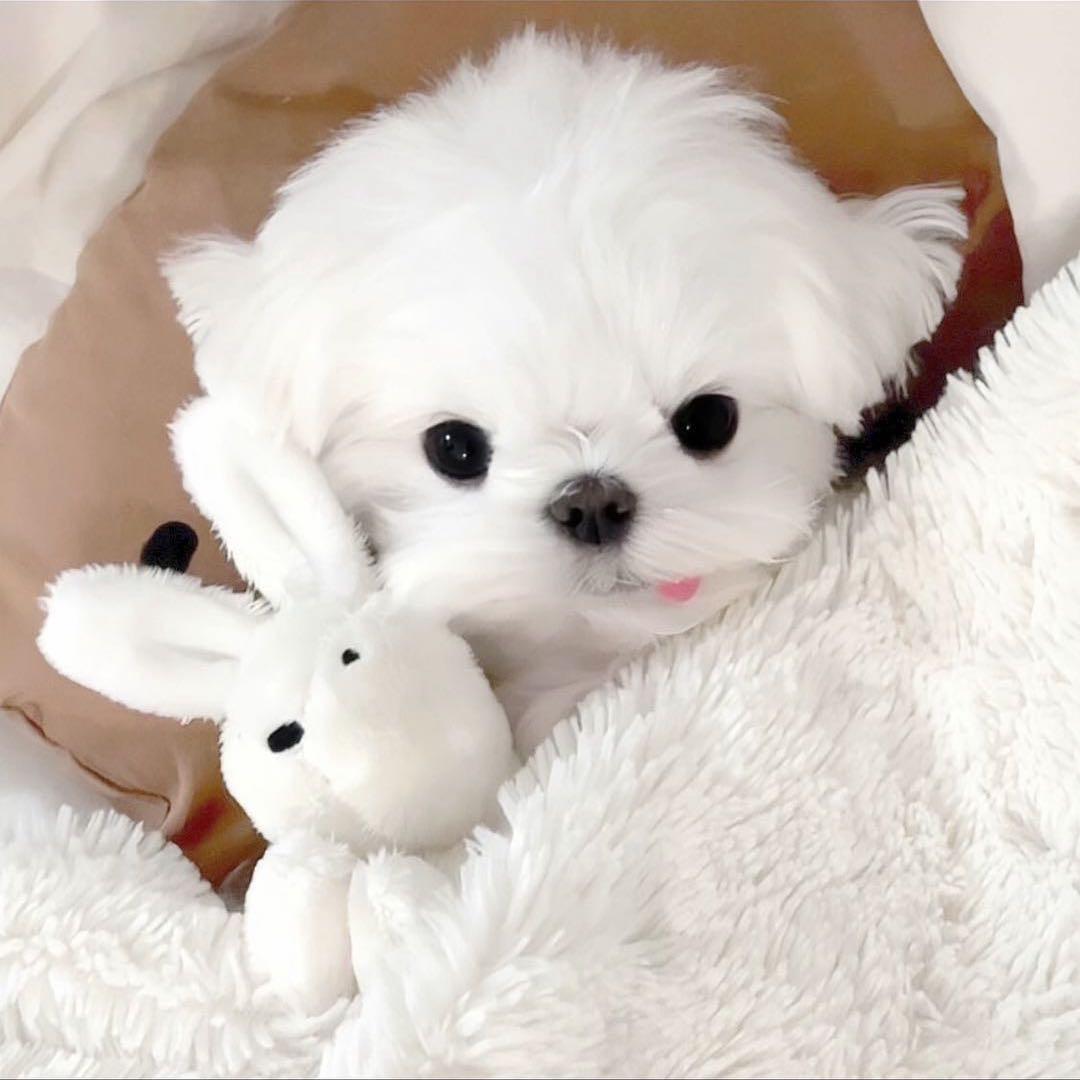 呆宝