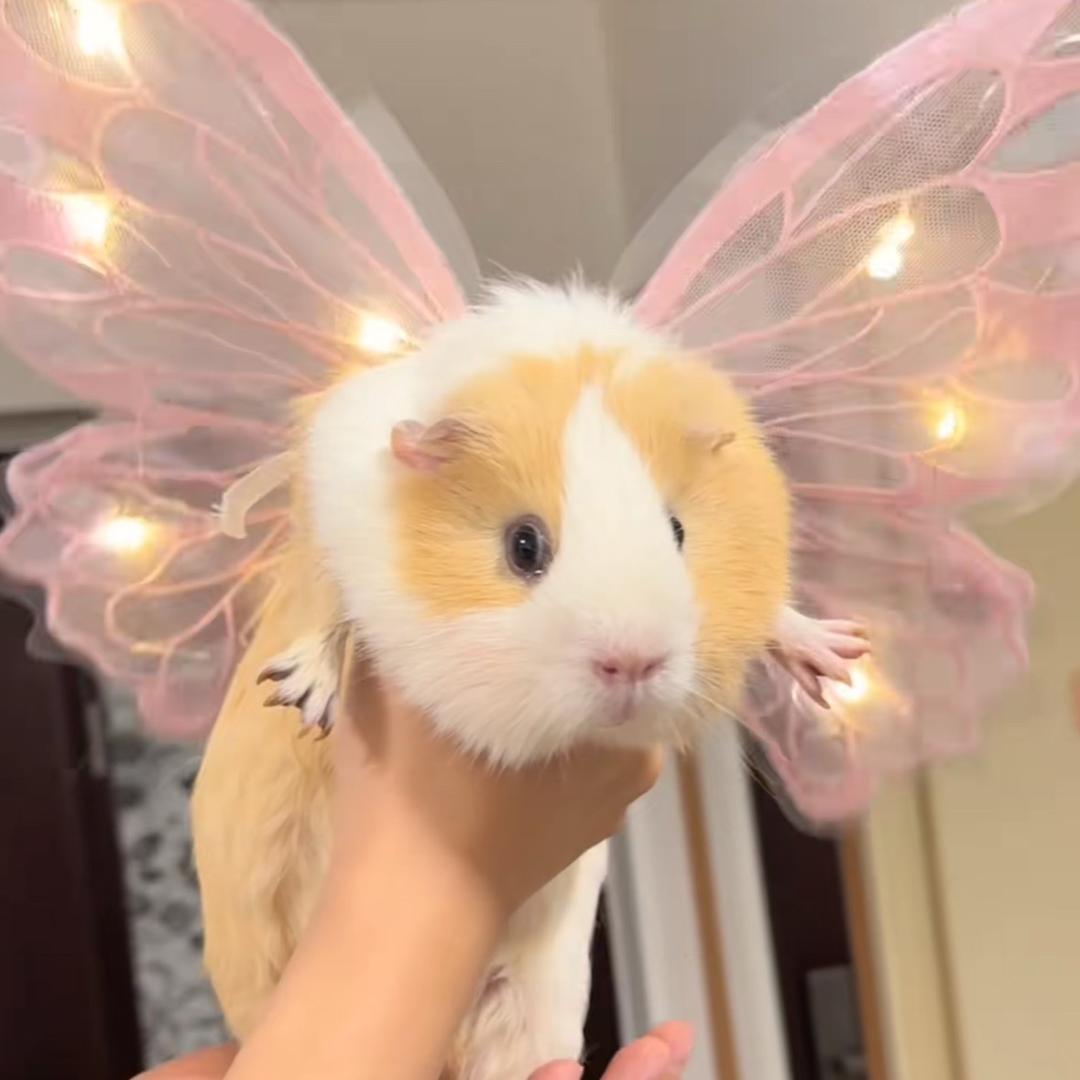 吱屋猪🐽