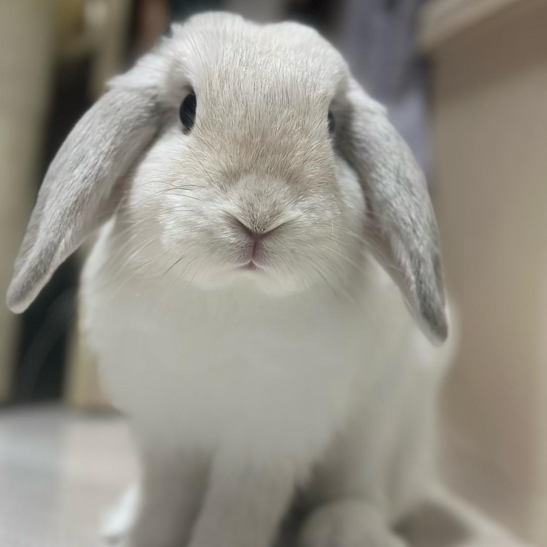 🐰🐰