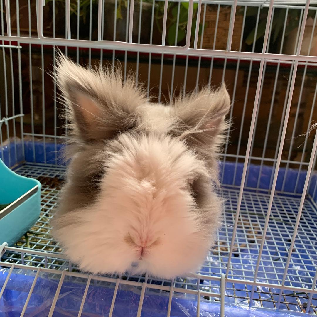 卡布叻深宝的米