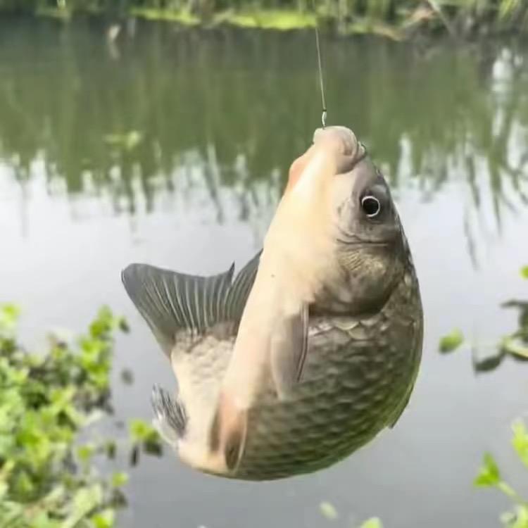 阿宝🎣钓鱼