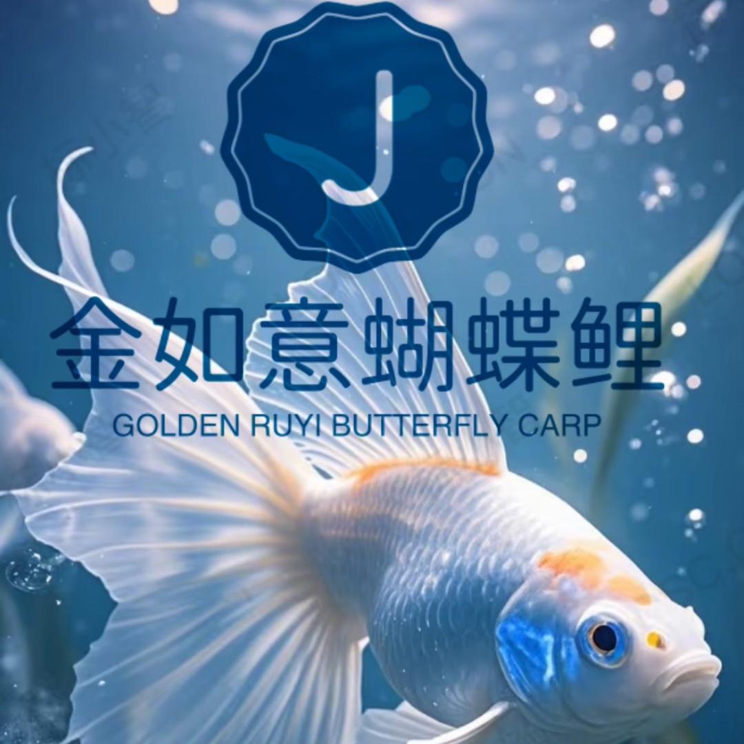 金如意蝴蝶鲤