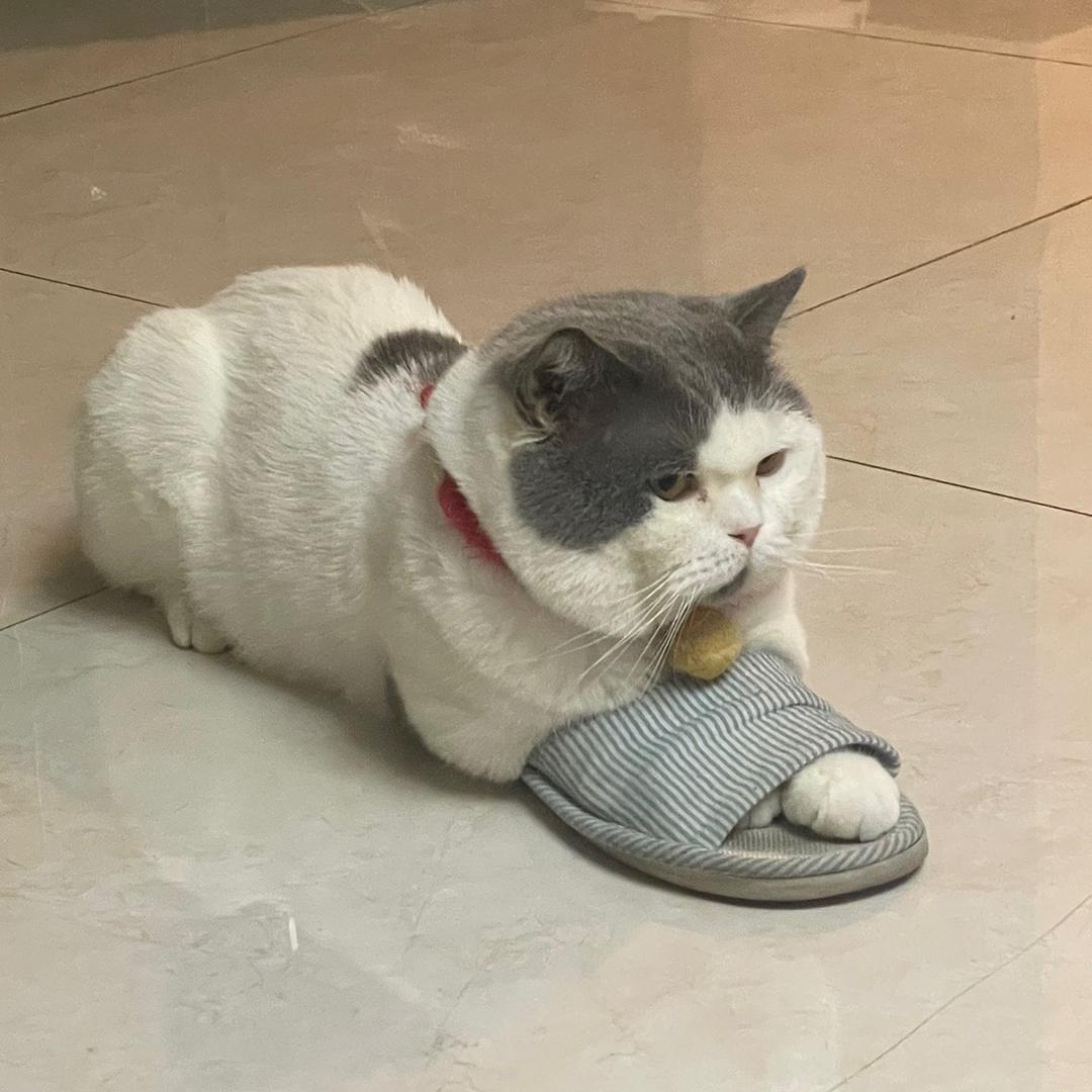 小猴子上大树