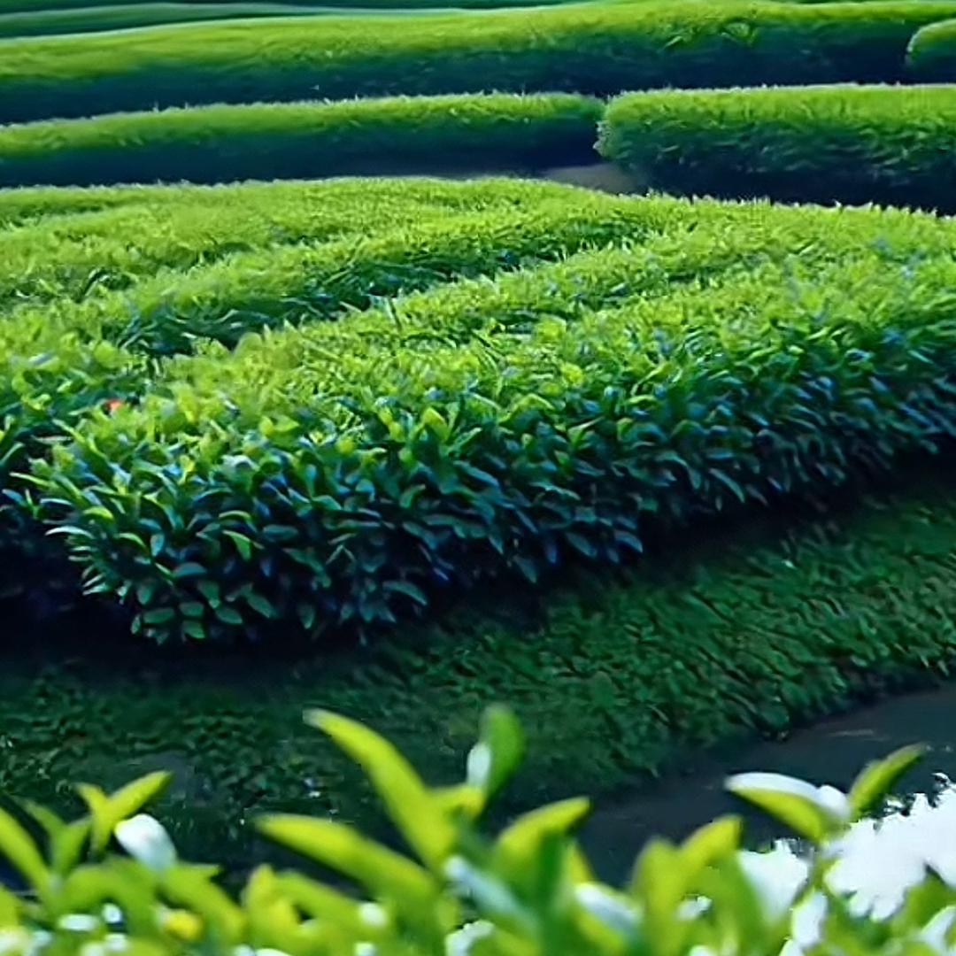 高山茶农