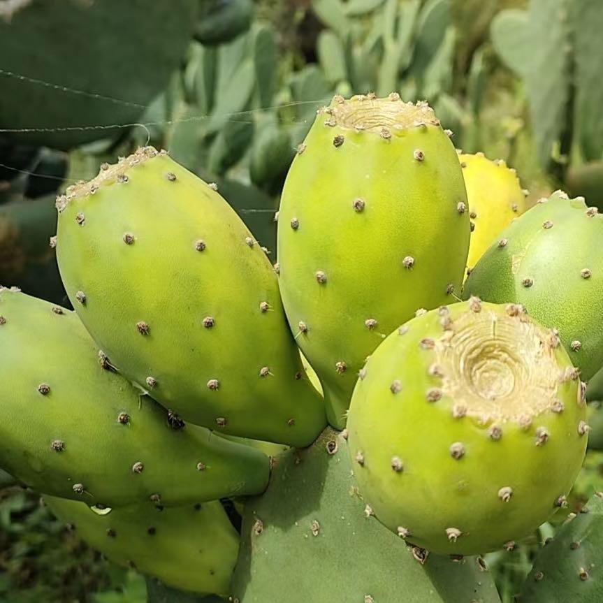 石林绿刺宝合作社