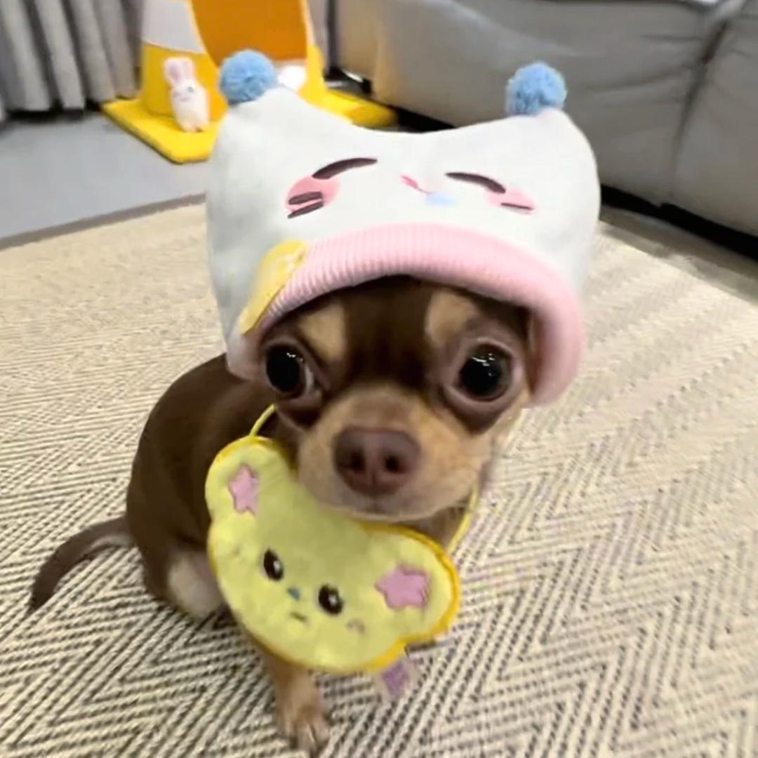 松鼠鱼