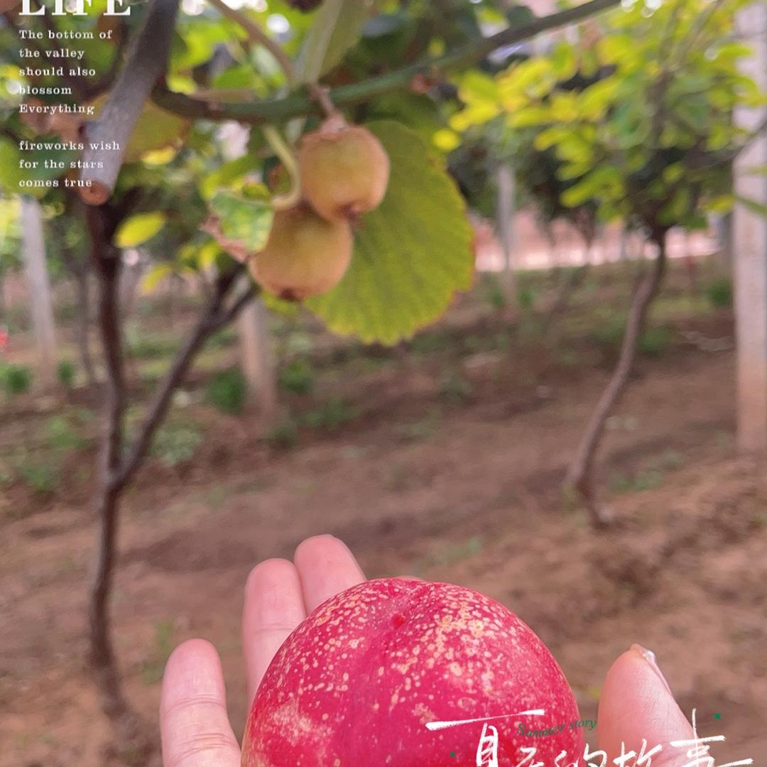 🍓小草莓🍓