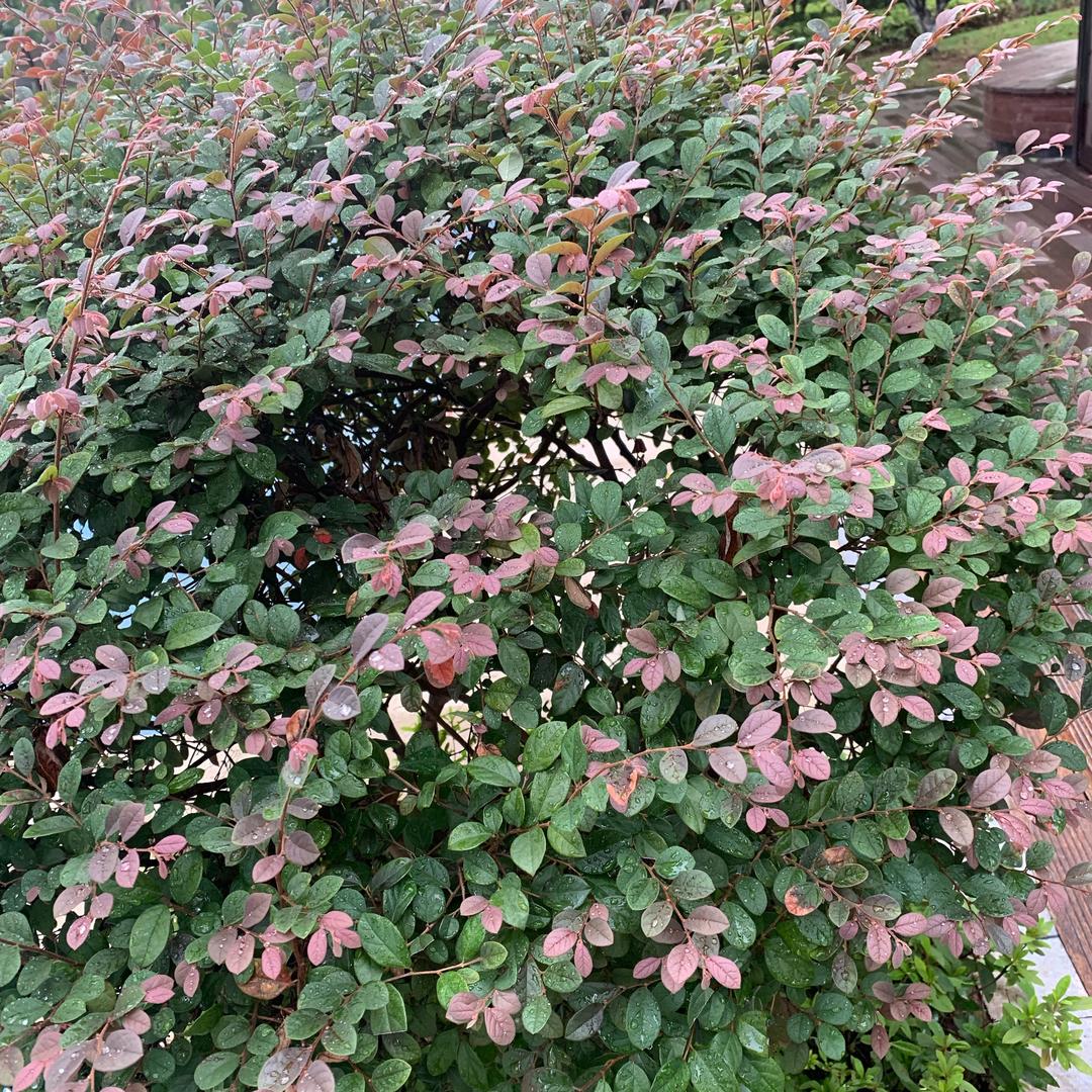 三姐  （单身找伴）拒绝连赞