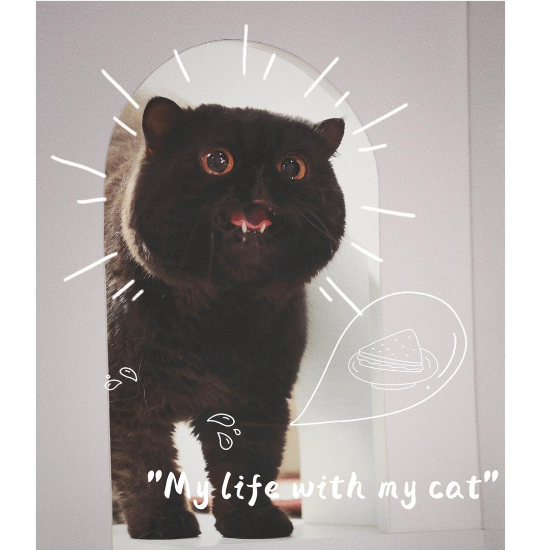 田媛元🐱（科普专业猫咪养护知识）