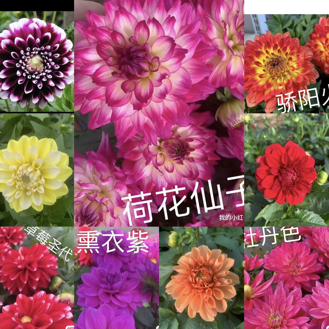 糖糖花卉（大丽花穴盘苗生产中欢迎预定）