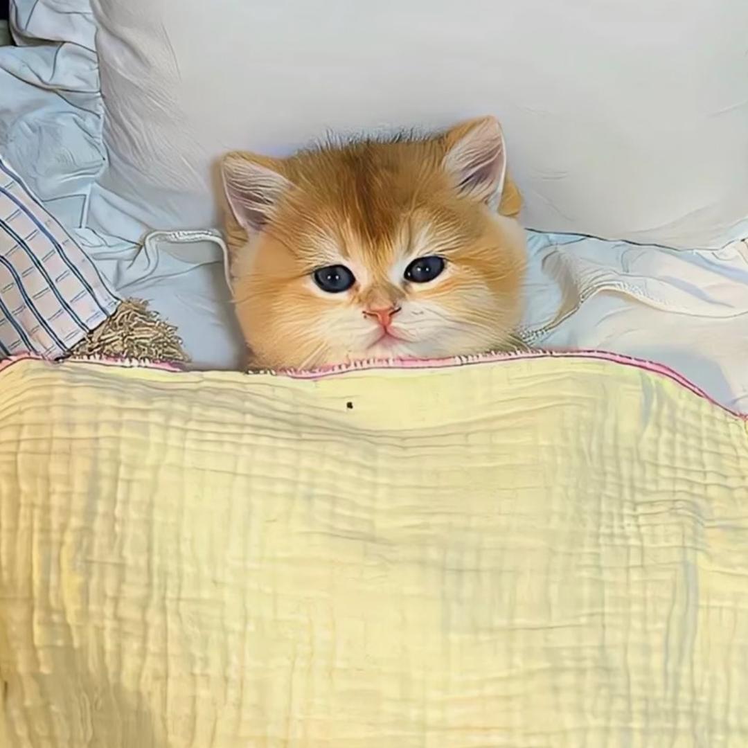 吃不吃鱼🐟！