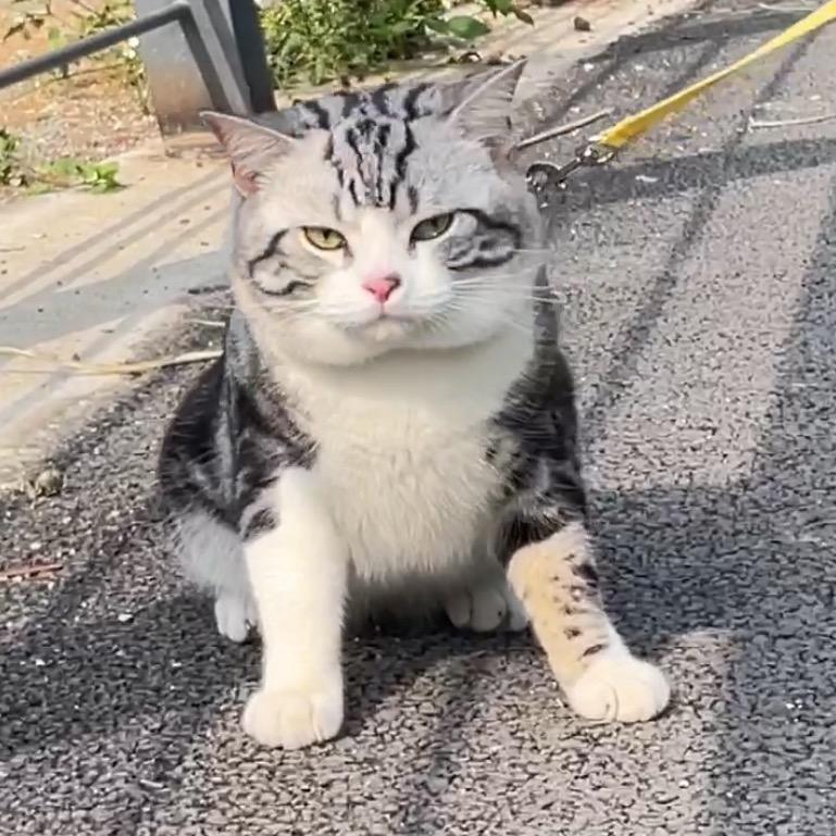 胖虎爱生活