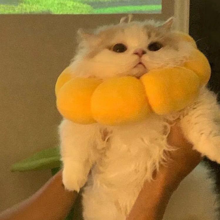 西西瑶