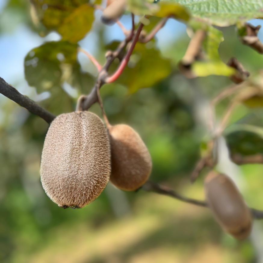 江来优选农产品