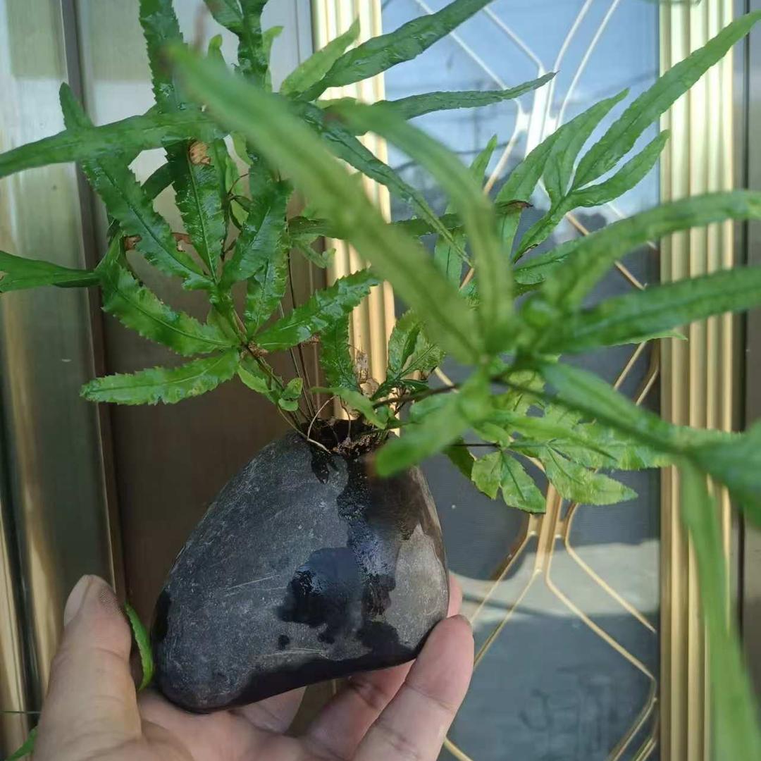 原生态