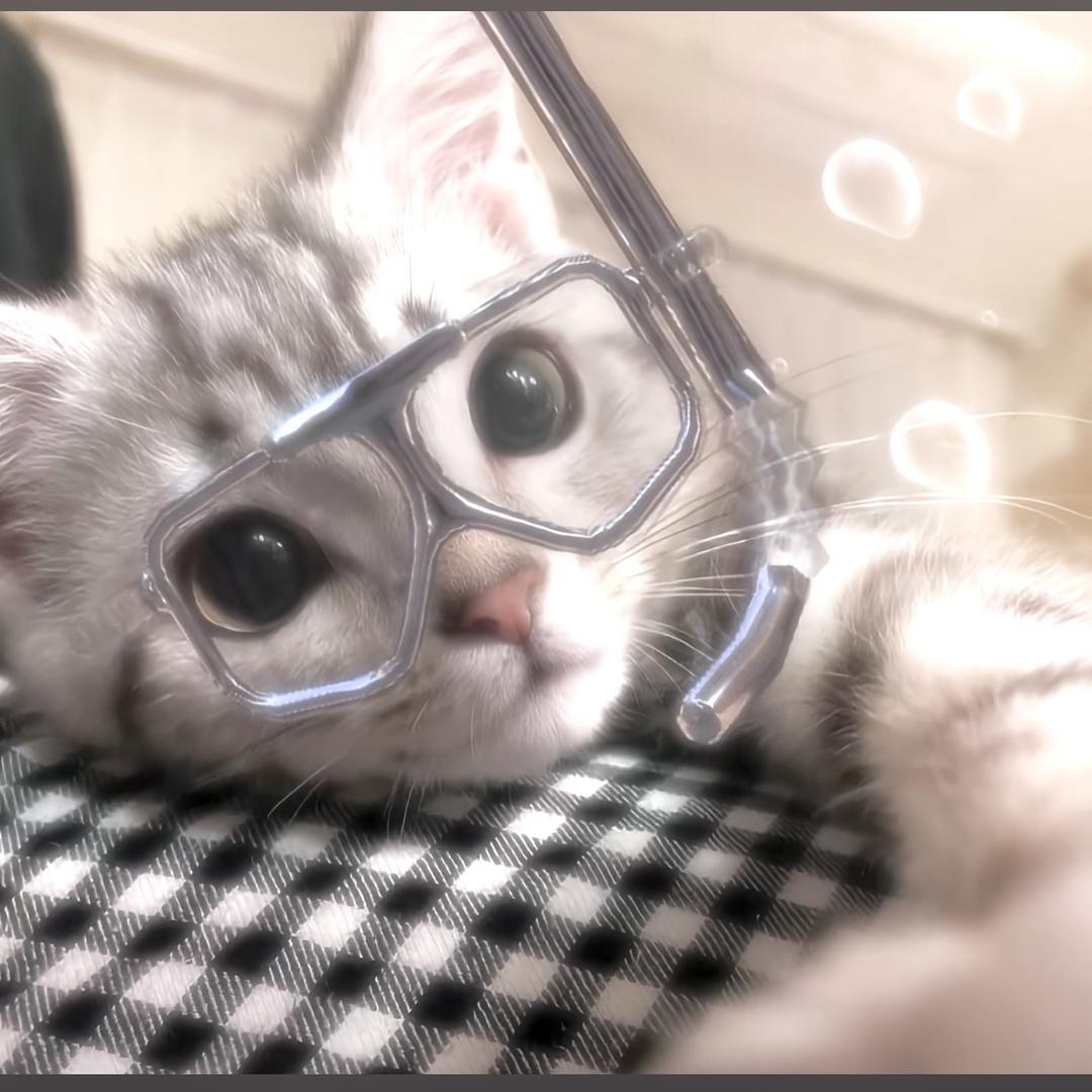 狼🐾