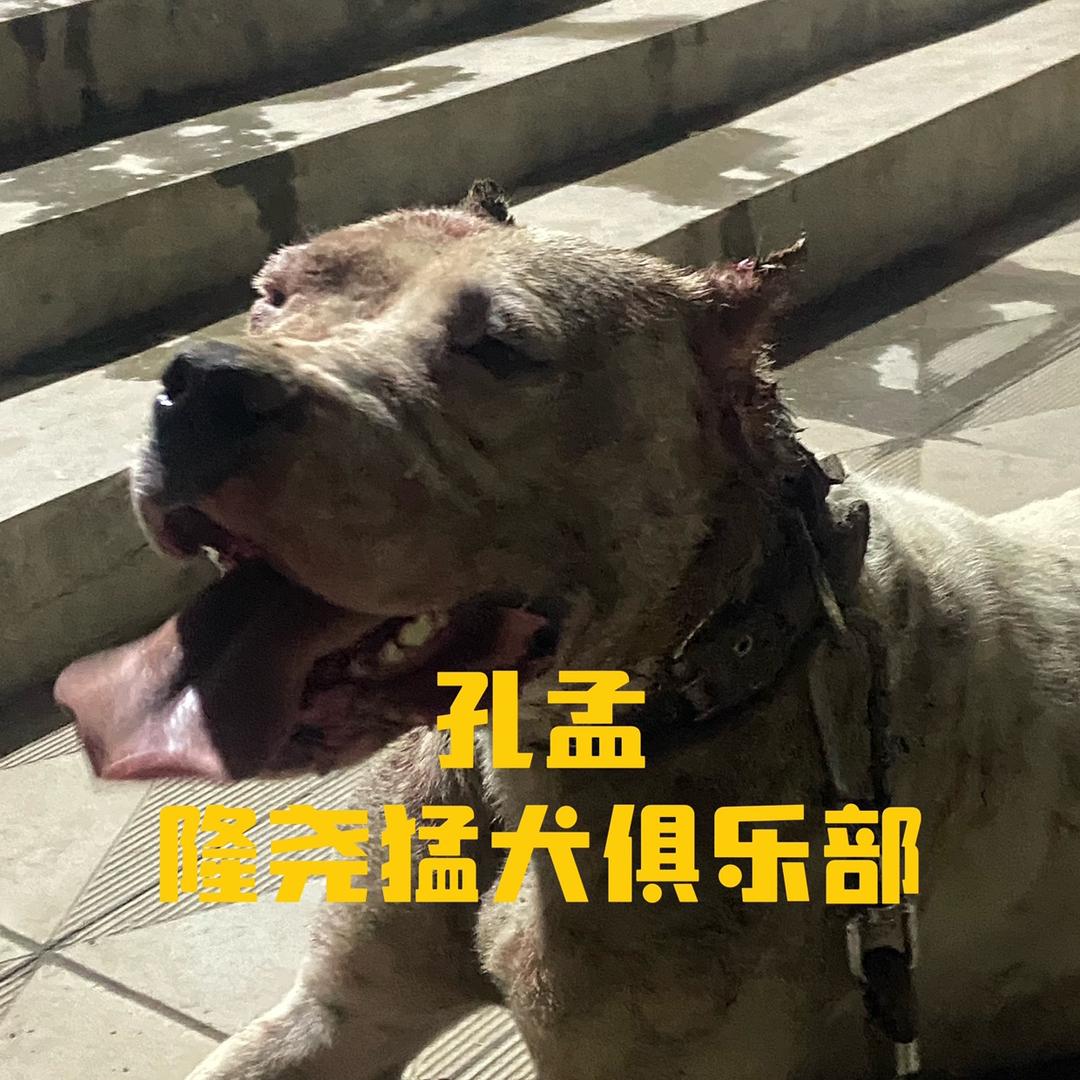 Ä隆尧猛犬俱乐部🐆