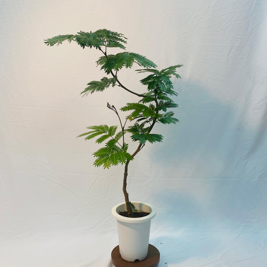 热植优选（密叶猴耳环）