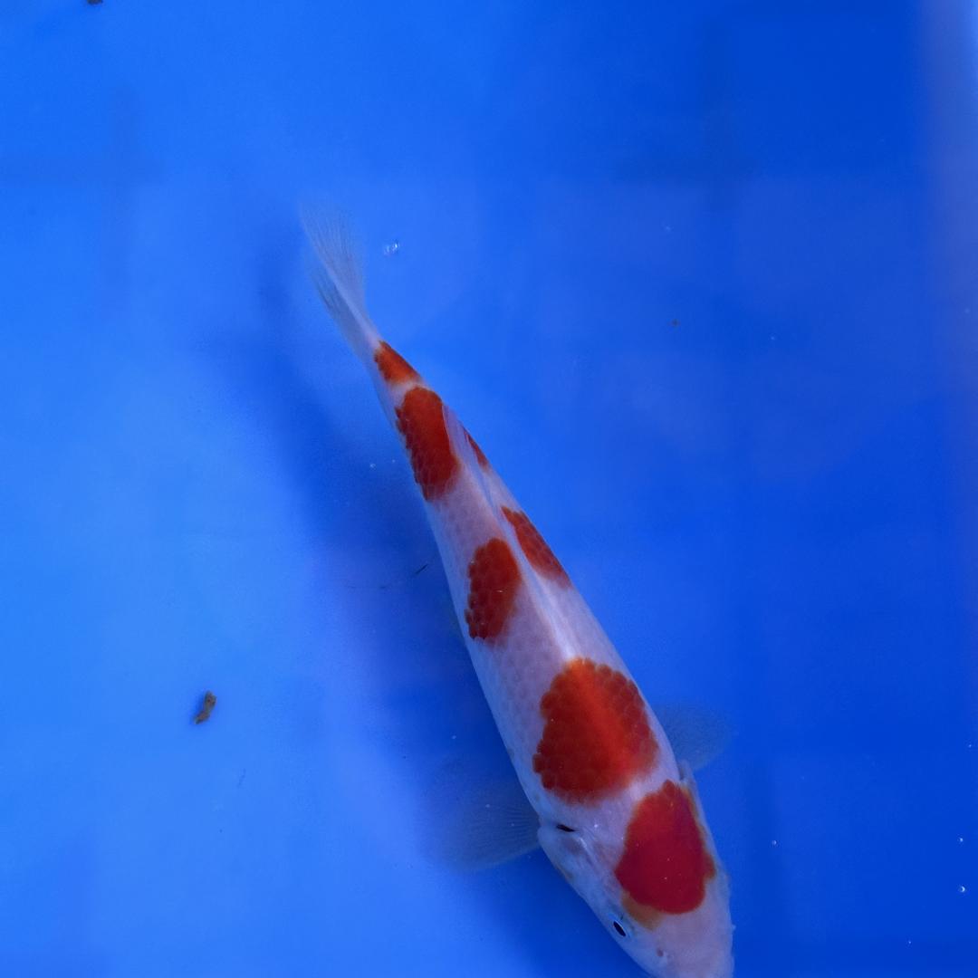 瑞渔锦鲤养殖基地